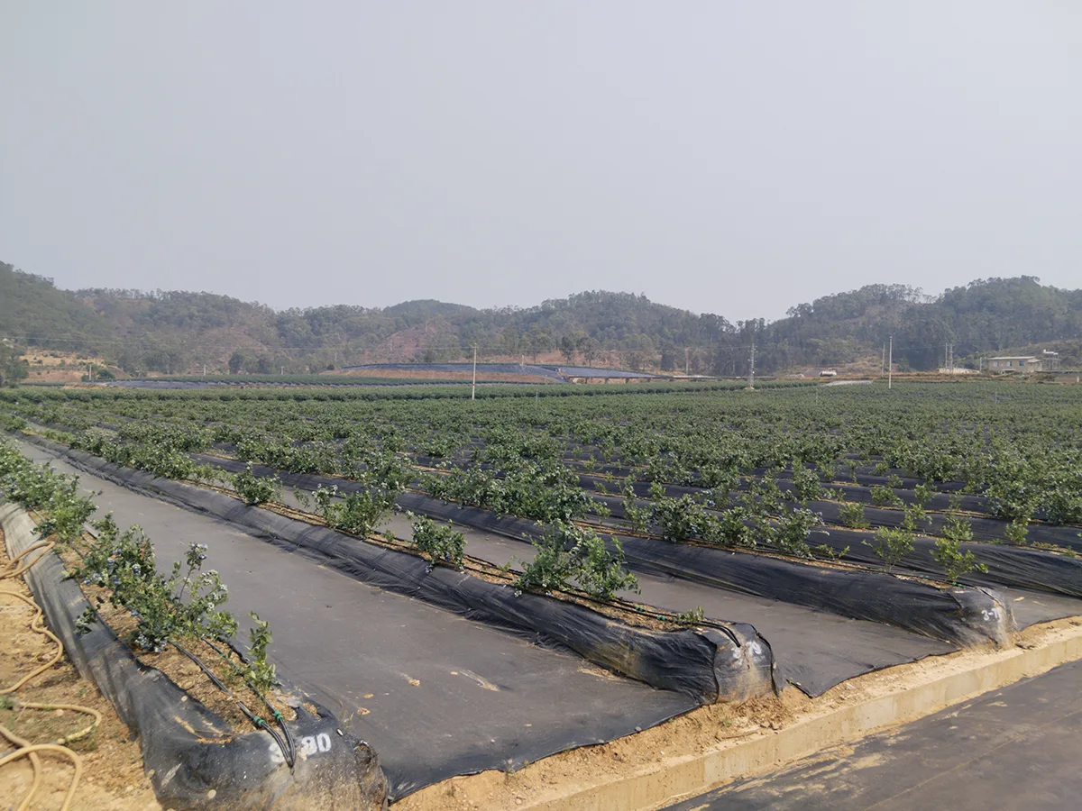 Weed Barrier Fabric